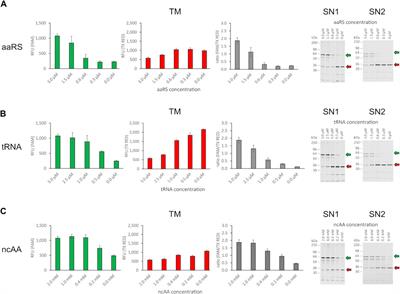 A CHO-Based Cell-Free Dual Fluorescence Reporter System for the Straightforward Assessment of Amber Suppression and scFv Functionality